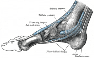 posterior tibial tendon - tendonitis of the foot