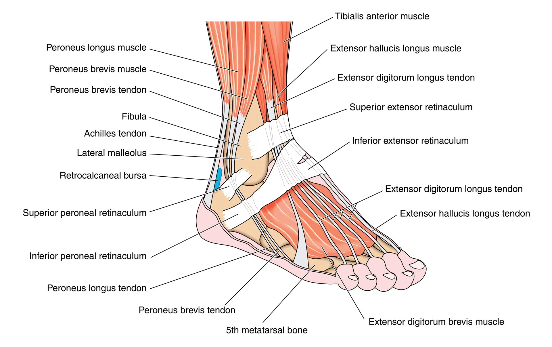 Common Ankle & Foot Disorders